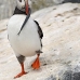 puffin_atlantic_msi_v_1884_can3220.jpg